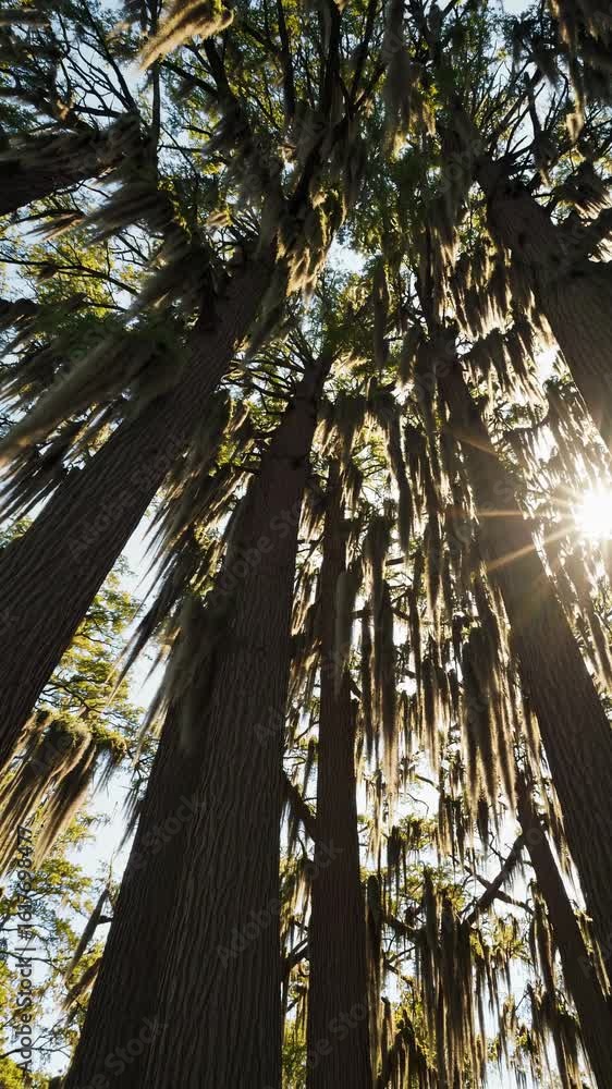 Poster upward angle captures towering trees draped in moss with sunlight peeking through, creating a serene