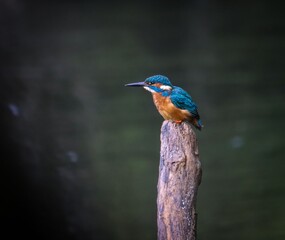 Vibrant kingfisher perched on a post.