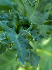  Green plants leaves leaf in the garden