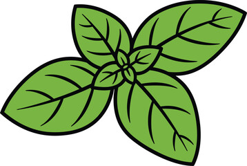 A fresh green basil leaf, isolated on white background