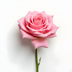 A pink rose with a white background