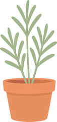 A single green potted plant with delicate leaves in an terracotta pot