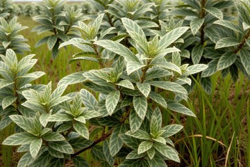 Piękne zdjęcia roślin z r&oacute;żnych stron świata.