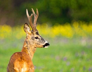 Naklejka premium Roe deer in a spring meadow