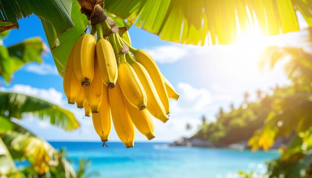 Yellow bananas hanging from the lush green leaves near a tranquil beach at sunrise