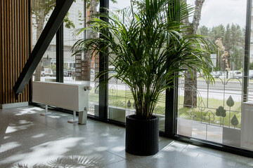 Large indoor palm plant in black woven pot placed near a glass wall with decorative frosted...