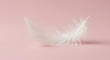 Obraz premium Soft white feather on pastel pink background