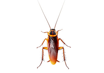 Cockroach isolated on transparent or white background