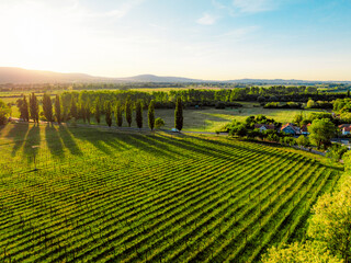 Sunset over the castle Szigliget, Hungary near Balaton lake. Wine region
