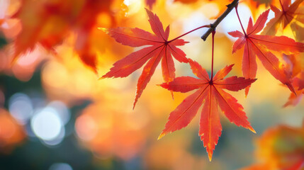 Closeup red maple leaves in fall season with warm bokeh for autumn nature background seasonal ads wallpaper blog or landscape visuals