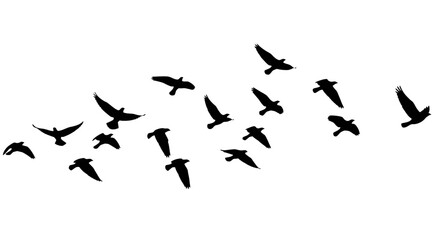 Fototapeta premium Silhouette of a flock of birds flying across a white background in a scattered pattern formation
