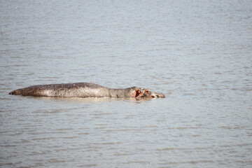 Fototapeta premium Hippos submerge and graze by the water