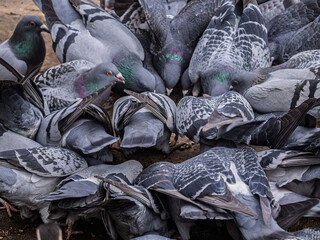  Massed Pigeons Head Down On Dirt