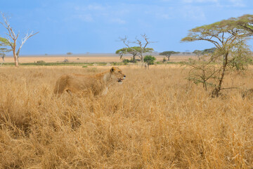 Regal lions rest and roam African savanna.

