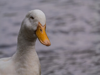 Sly Looking White Duck Head Up