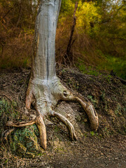 Tree Roots Look Like Hand Grasping Land