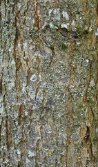 Beautiful details of the bark of styphnolobium japonicum