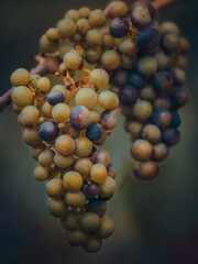 bunch of grapes on black background