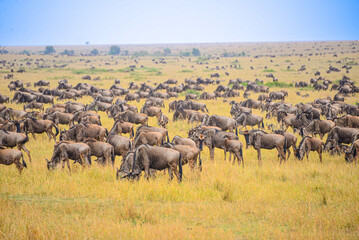 Vast wildebeest herds roam the savanna
