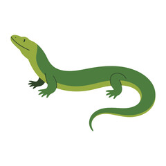 Obraz premium Skink vector illustration on white background.