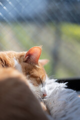窓辺で眠る可愛い猫　茶トラ白