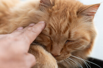 Fototapeta premium 可愛い猫を撫でる飼い主 茶トラ猫