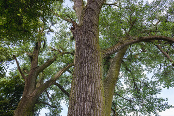 Old branchy trees in Zabrowo, small village near ilawa town in Poland