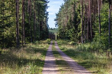 Dirt road in forests of Kashubian Landscape Park in Poland