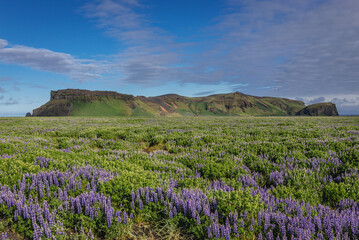 Fototapeta premium Mount Hjorleifshofdi among fields of Nootka lupine in Iceland