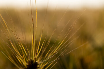 Obraz premium wheat before harvesting close up, a beautiful field in the evening during the summer season at sunset