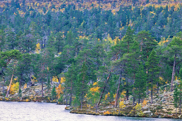 Pine woodland with yellow birch trees by a lake at autumn