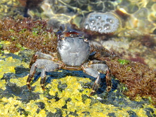 Crabs on rocks by the sea