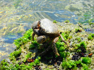 Crabs on rocks by the sea