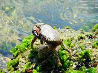Crabs on rocks by the sea