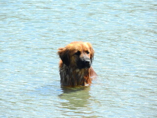 yellow dog swimming in the sea