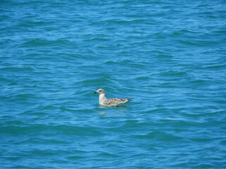 natural white seagull photo on the roof	