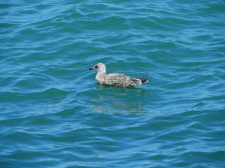 natural white seagull photo on the roof	