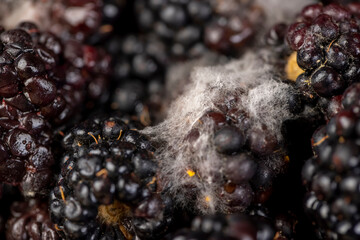 ripe spoiled black blackberries covered with mold, food products naturally grown blackberries