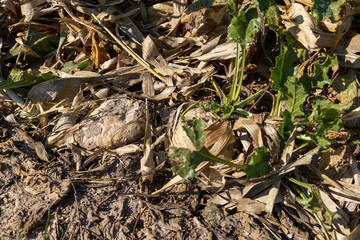 a field with sugar beet for the production of white sugar before harvest, closeup, side view