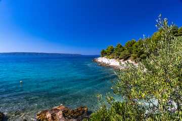 Mediterranean vegetation, road leading to Tatinje beach in Croatia, Ciovo island,