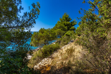 Mediterranean vegetation, road leading to Tatinje beach in Croatia, Ciovo island,