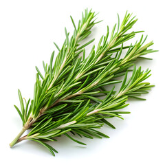Fototapeta premium A fresh sprig of aromatic rosemary herb with green leaves, isolated on a white background