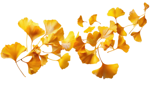 Golden Ginkgo leaves, flowing, outlined in gold