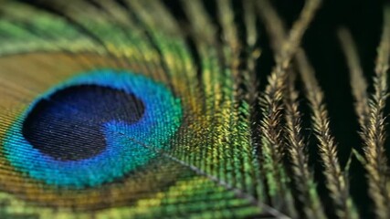 Macro view of vibrant peacock feather with rich iridescent blues and greens, revealing fine texture in soft studio lighting and smooth motion.

 - Powered by Adobe