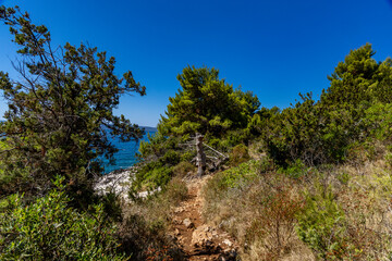 Mediterranean vegetation, road leading to Tatinje beach in Croatia, Ciovo island,