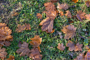 maple leaves covered with condensation in the morning, maple leaves fallen to the ground during the...