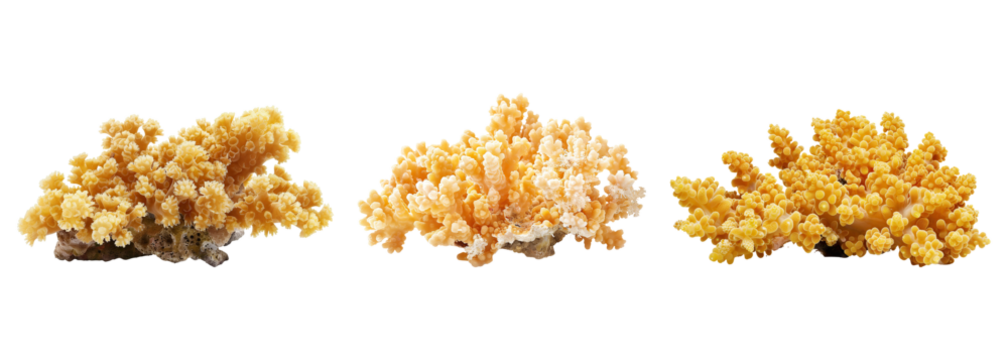 A collection of bright yellow corals isolated on a transparent background. PNG