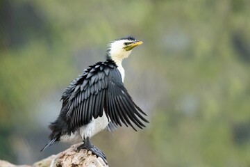 Closeup portrait of a  Little pied cormorant.  Microcarbo melanoleucos