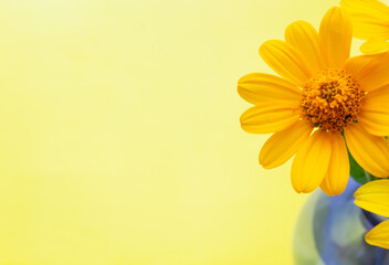 yellow daisy flowers on yellow background in vase, photo background, close-up, empty space for...