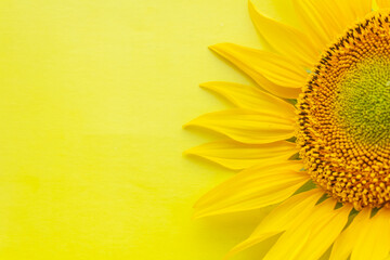 sunflower flower on yellow background close-up, yellow flower, sunflower layout, photo background, Ukraine, harvest, sun